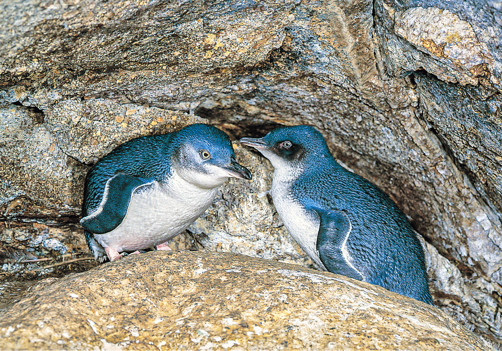 Little+Blue+Penguin.jpg,