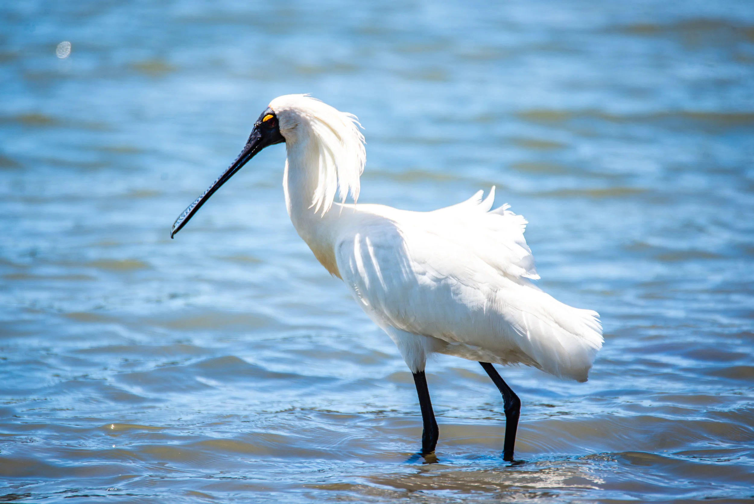 Royal Spoonbill_2219.jpg