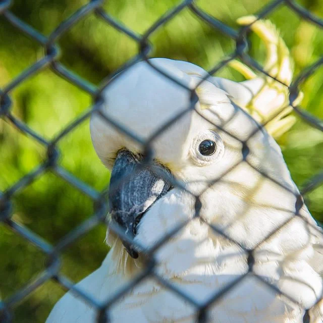 Spent a couple of hours at Queens Park in Invercargill recently - such a cool aviary, and one of the most beautiful gardens in NZ! #queensparkinvercargill #invercargill #southland #aviary #nativebirds #nznature #nznativebirds #purenz #newzealand #southisland #freedomtours #visitnz #visitnewzealand #tourismnz #southernmostcityintheworld