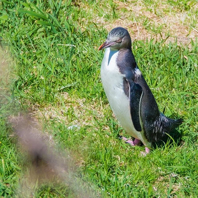 Another great day yesterday on Otago Peninsula! Albatross, seals, and three species of penguins, and still so close to home... #dunnerstunner #dunedinnz #albatross #royalalbatrosscentre #penguinplacedunedin #littlebluepenguin #yelloweyedpenguin #fiordlandcrestedpenguin #otagopeninsula #otagoharbour #dunedinnz #nativebirdsnz #purenewzealand #southisland #naturetours #freedomtours #nzmustdo #wilddunedin #penguinsofinstagram