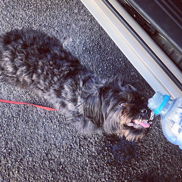 Too hot for Harry in Mosgiel today - 25 degrees so far but feels hotter! #dunnerstunner #mosgiel #freedomtours #tourdog #summer #dunedinnz #tourseason #purenz #newzealand #drinksfromabottle #thirstydog #goingforawalk