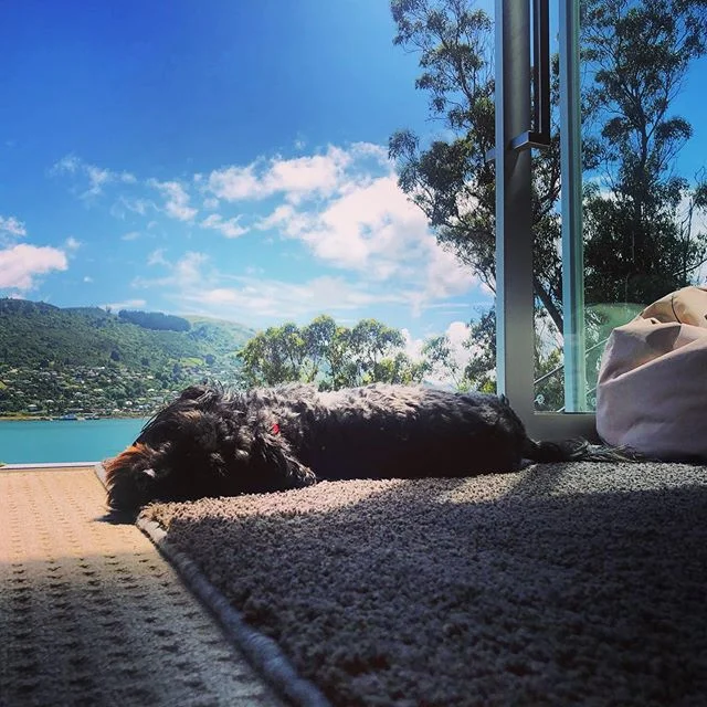 And two minutes later he’s done! #dogsofinstagram #harrythedog #playtime #dunedinnz #purenz #nicedayforawalk #dunnerstunner #freedomtours #dayoff #newzealand