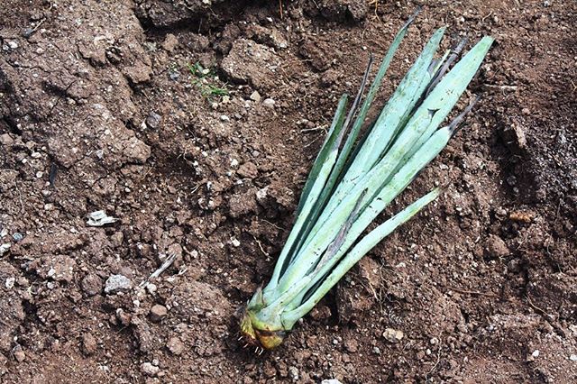 a quote from a new friend via @phillymagicgardens: &ldquo;espadin agave is far from a simple plant. It is the bat which pollinated the flower, the earth in which it grew, the multi-year exposure to the elements and the influence of the plant&rsquo;s 