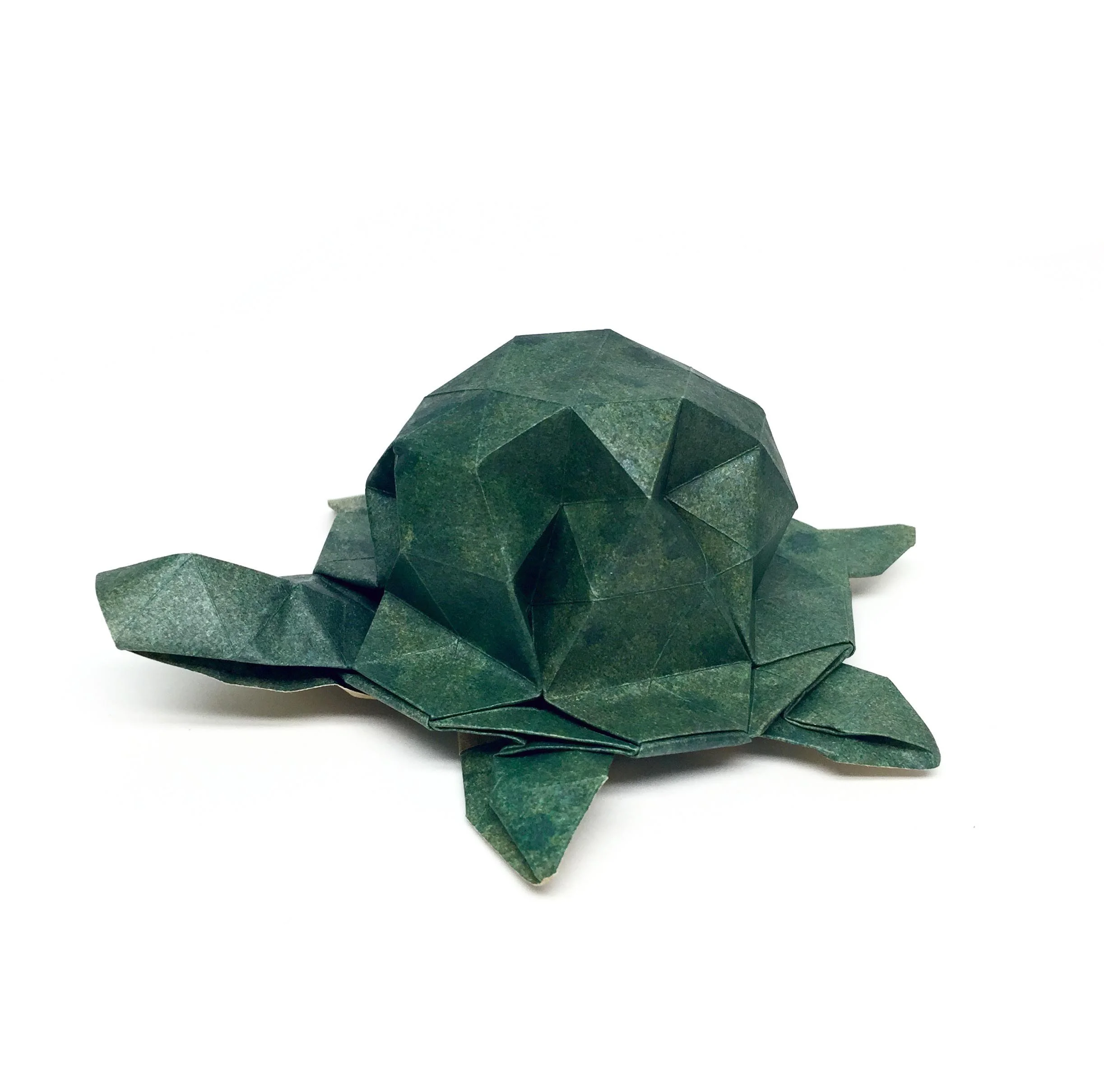 turtle best.jpg