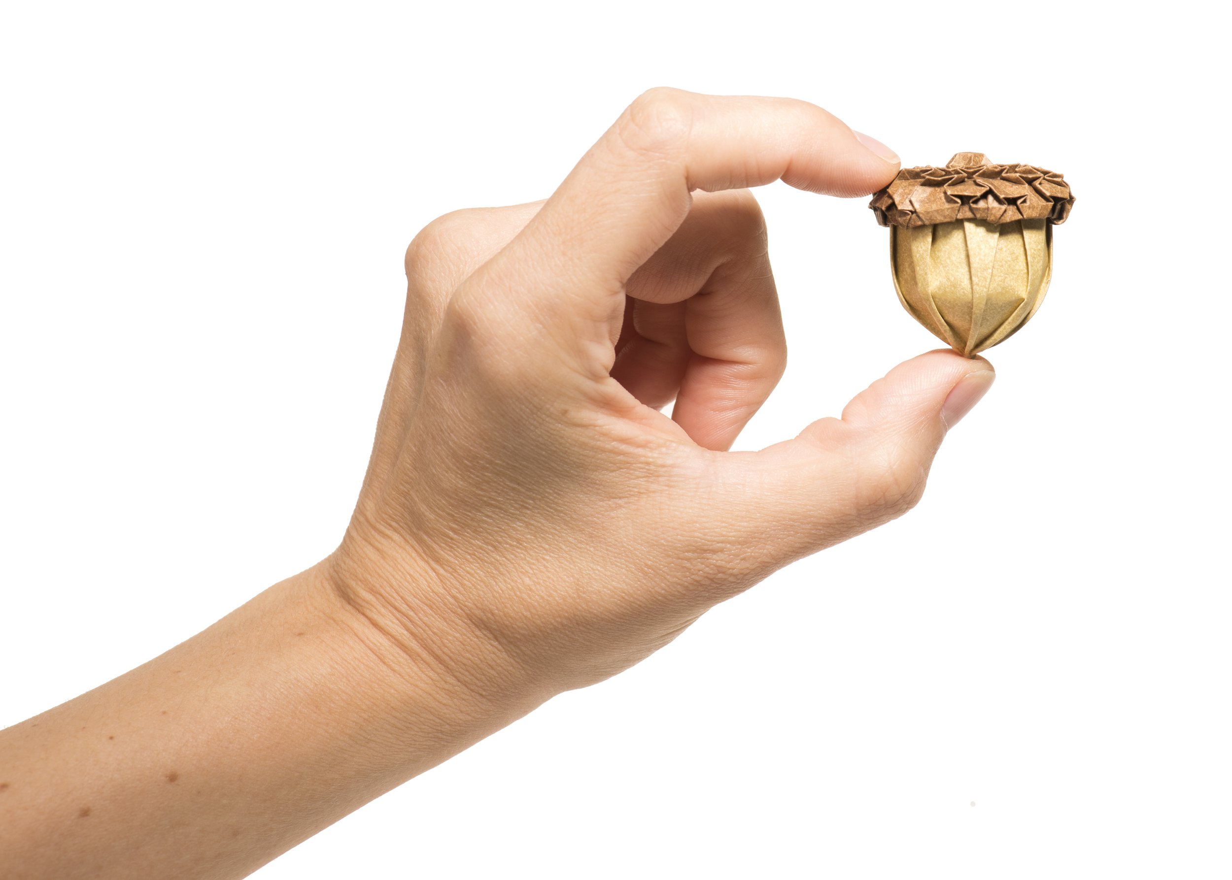 Acorn Hand.jpg