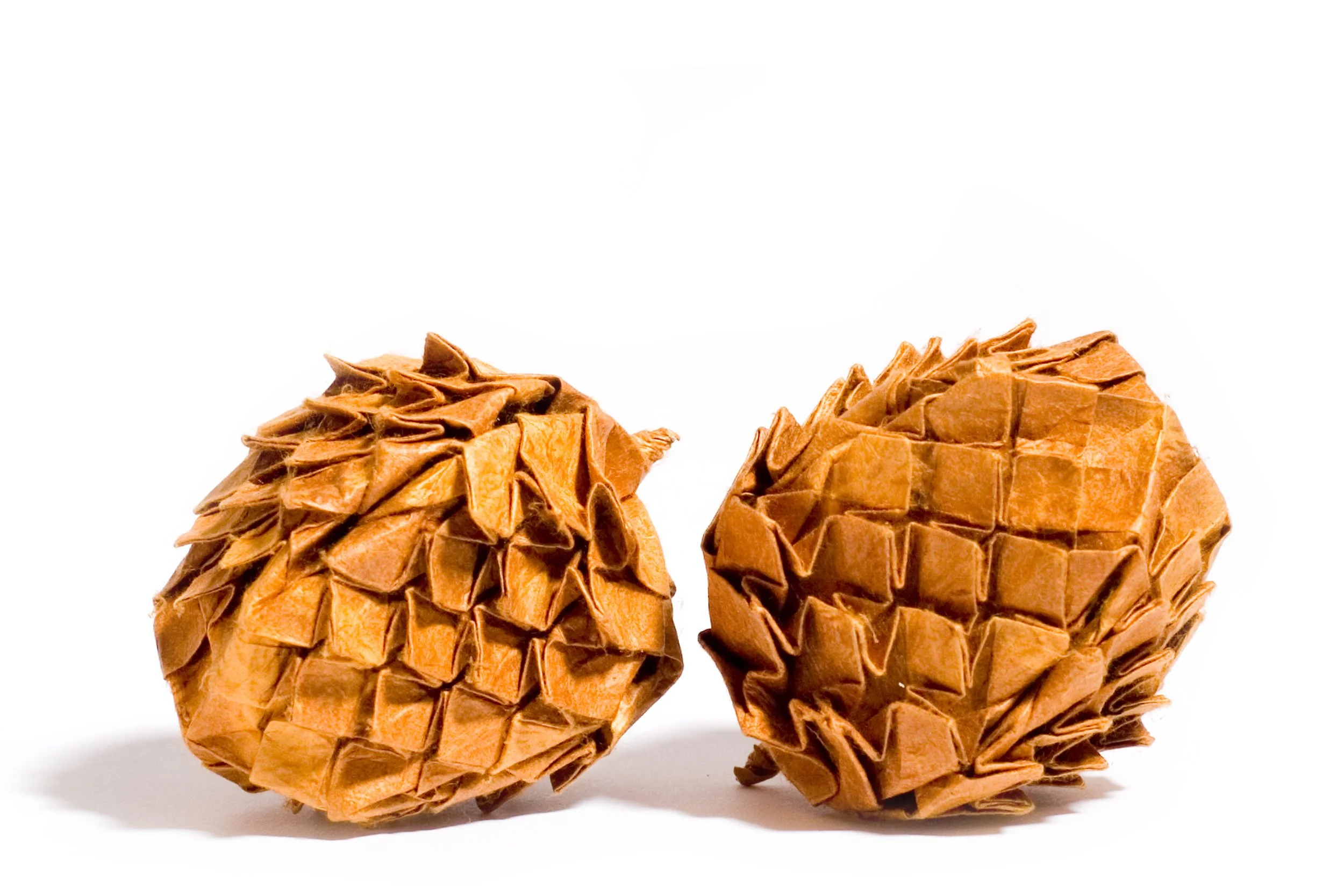 Pinecones.jpg
