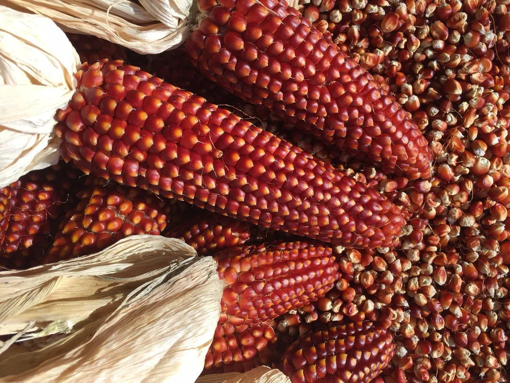 floriani-corn-zea-mays-752173.jpg.png