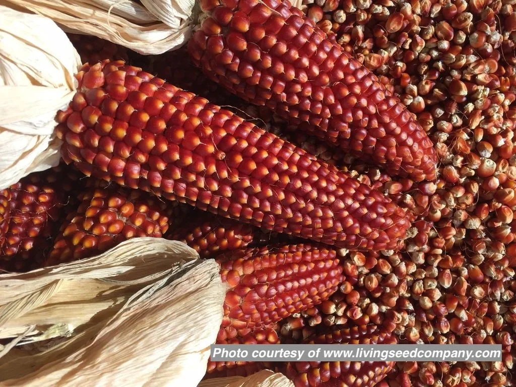 Red Flint generic-attributed.jpg