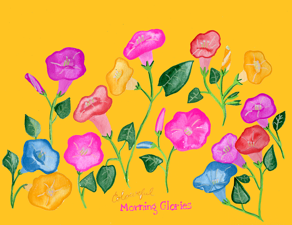 Colorful Morning Glories