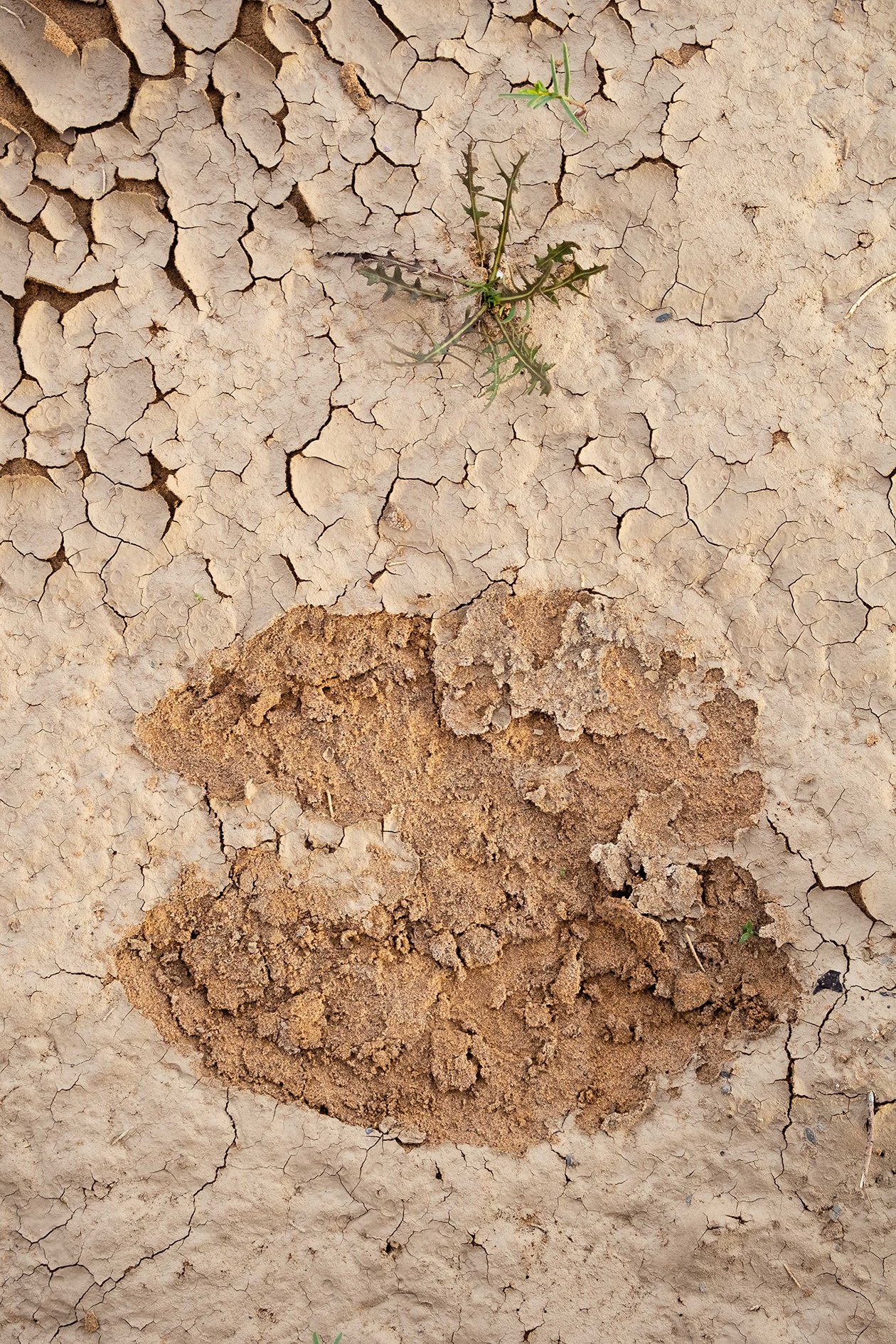 Huella. Sahara desert, Marruecos