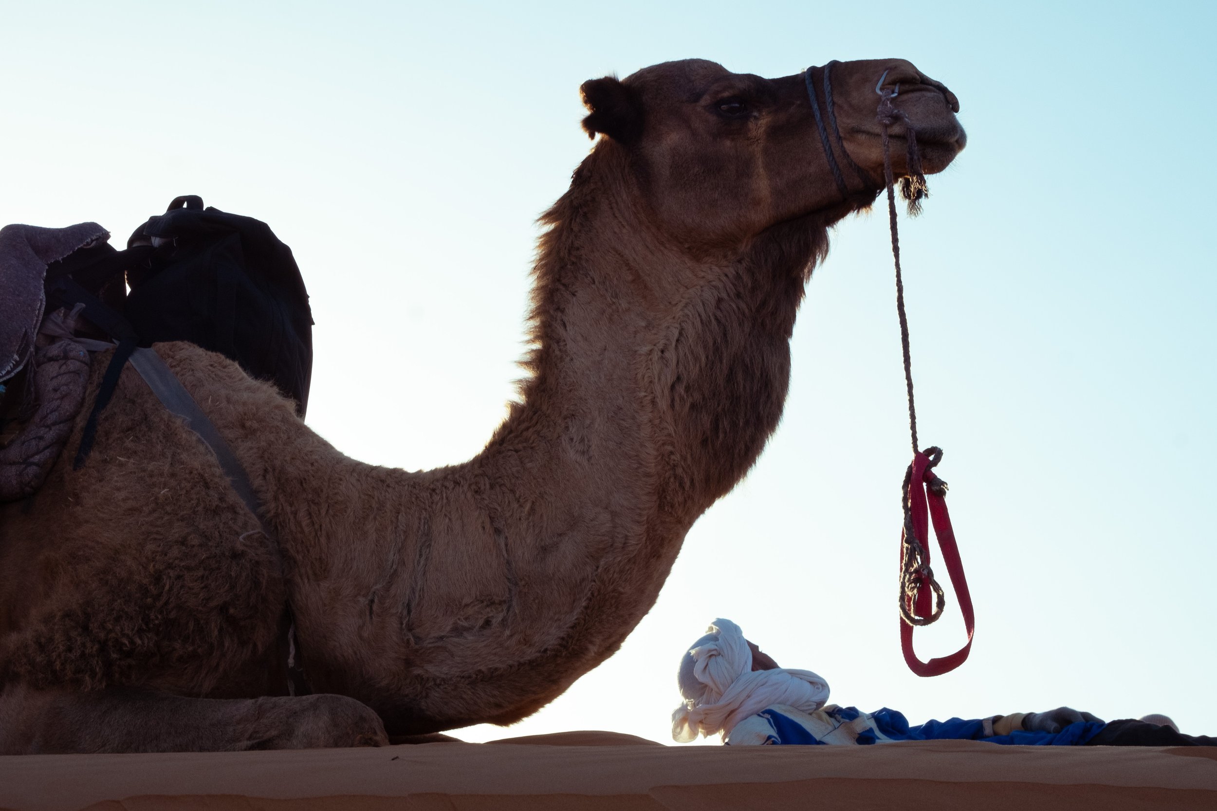 Mohamed y su dromedario. Sahara desert, Marruecos