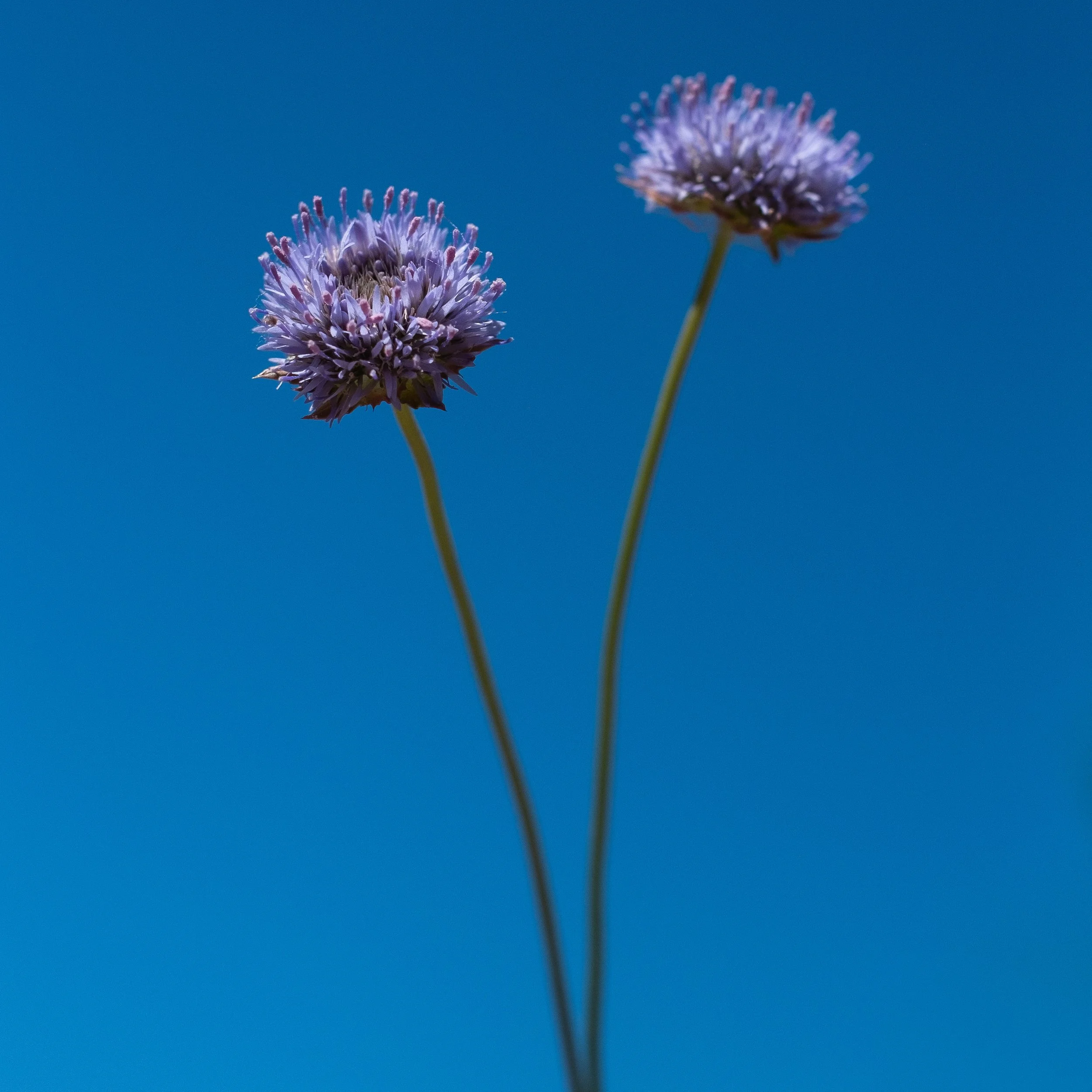 Escabiosa. Las Rozas, Madrid