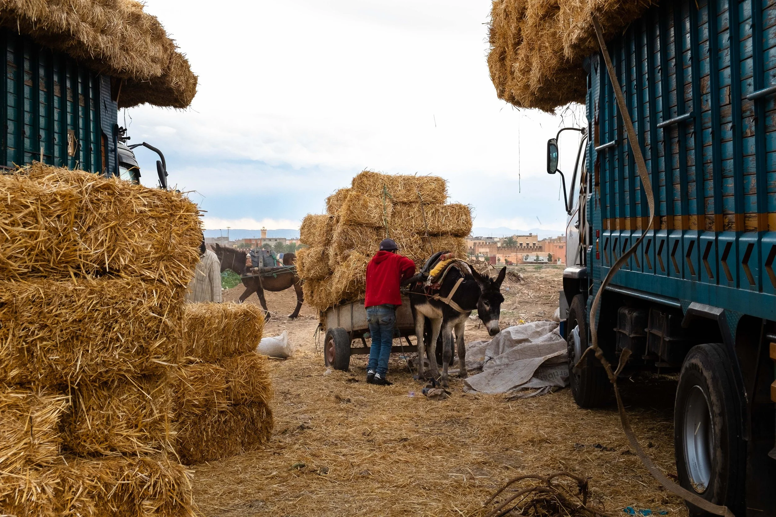 Carro con heno. Taroudant, Marruecos