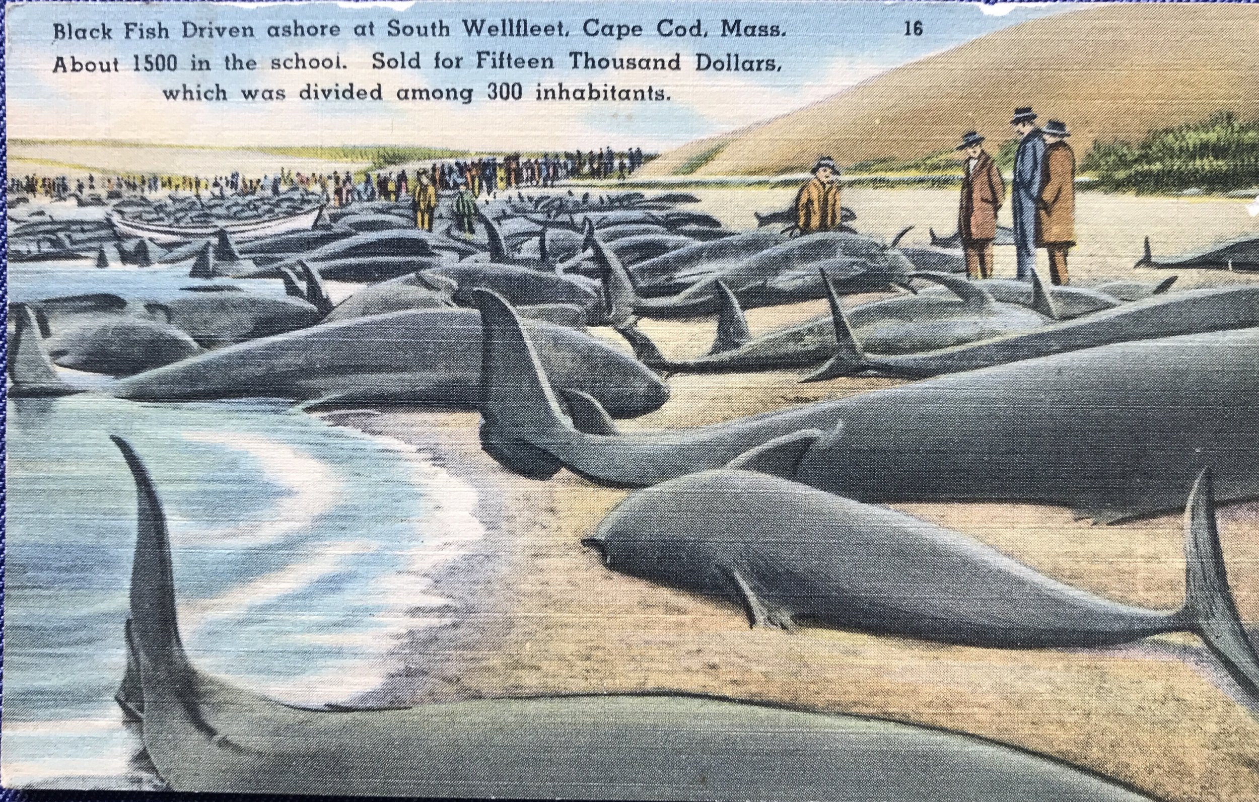 Blackfish postcard