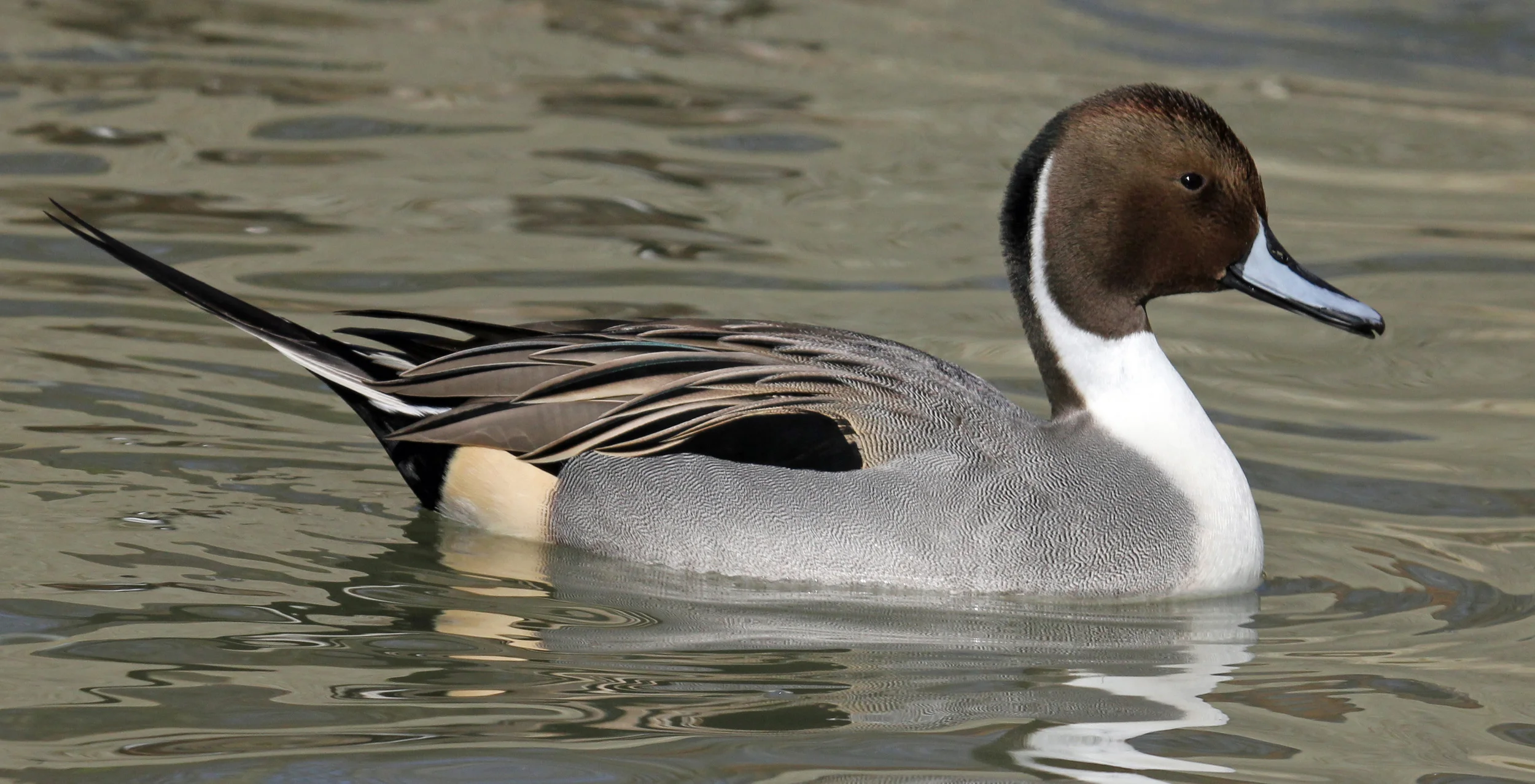 The male Northern Pintail is easy to identify by his striking markings and long tail