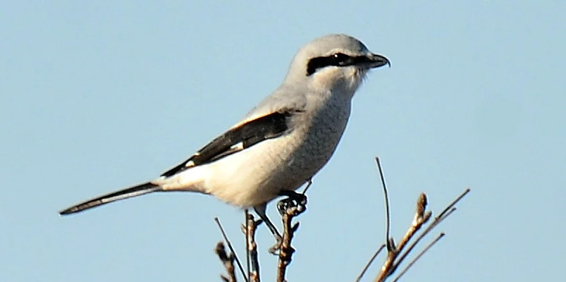 A predatory songbird, the Northern Shrike feeds on small birds, mammals, and insects, sometimes impaling them on spines or barbed wire fences.