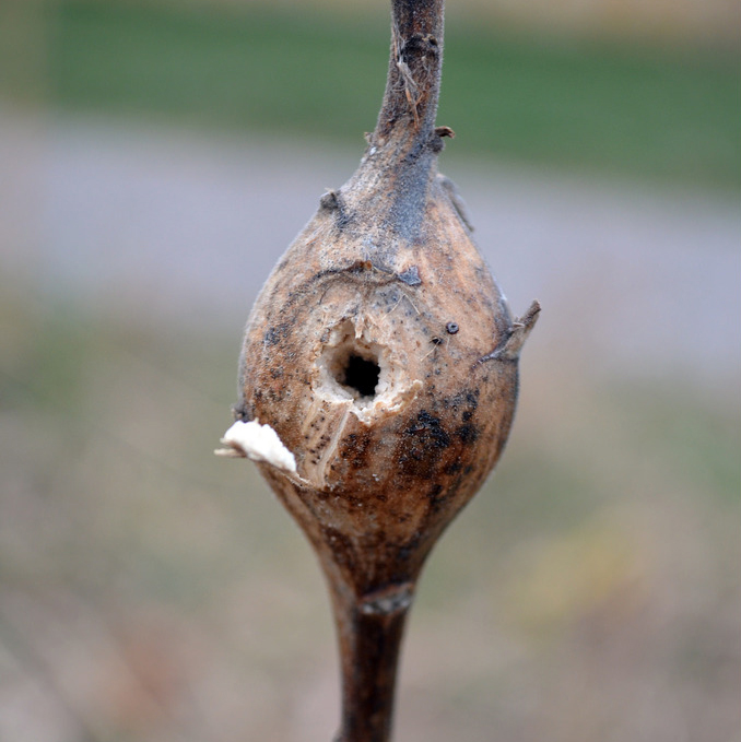 In some cases, you might find a hole drilled into the side of the gall. This may be a sign that the larva has developed and left the gall, or it may be a sign that the gall has been visited by a predator.