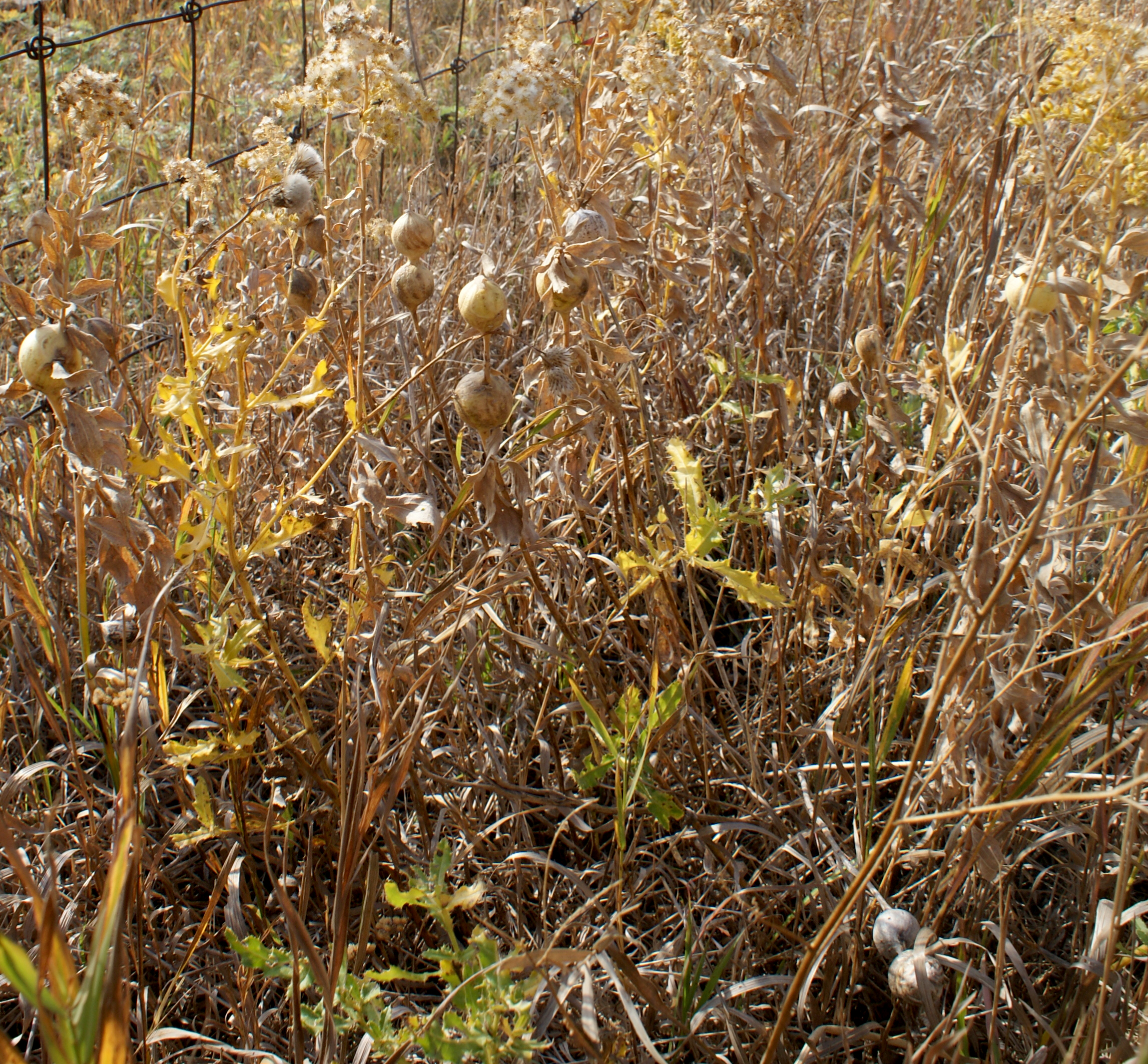 Explore any patch of goldenrods this winter and you will almost certainly find at least a few round galls along the main stem of the plant.