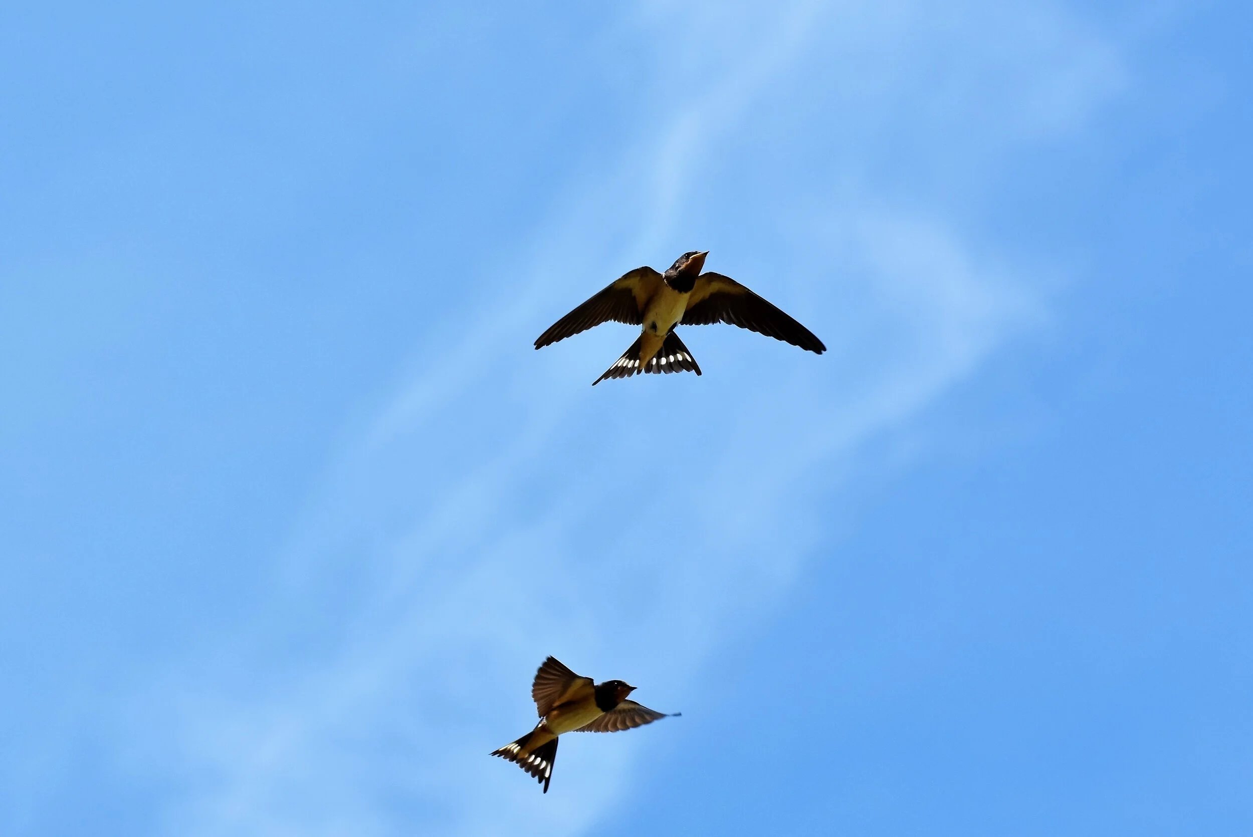 swallows-3899006.jpg