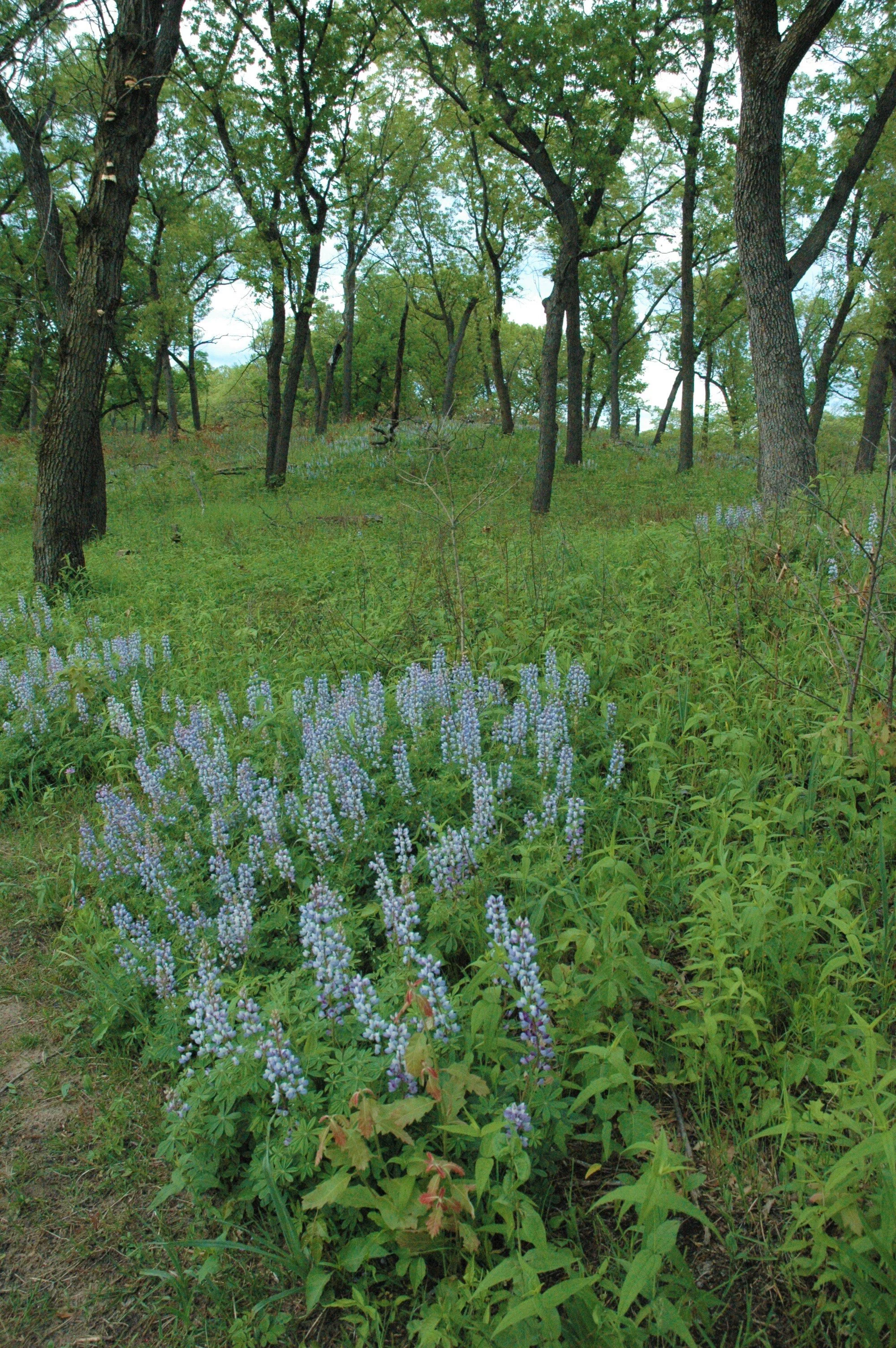 Habitat Restoration at Indiana Dunes National Park