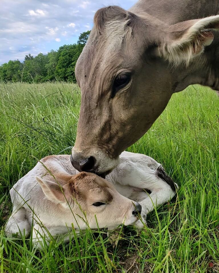 cows - new calf.jpg