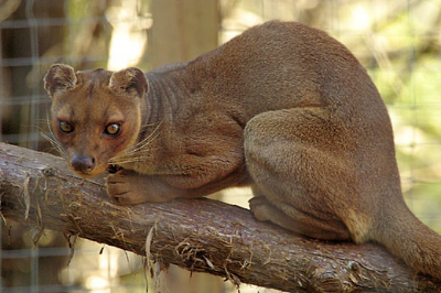 fossa.jpg