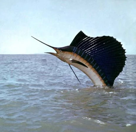 Image from Britannica.com