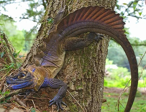 Image from reptilesmagazine.com