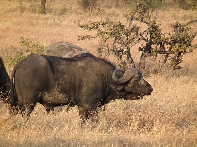 Image from Wikipedia