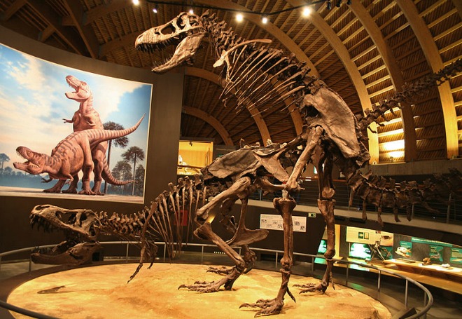 Photo Credit: Mario Modesto. Jurassic Museum of Asturias. Wikimedia Commons