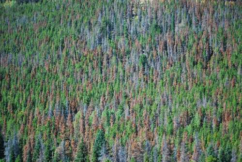 Pine beetle damage in Rocky Mountain National Park, 2010. Photo by Don Becker. U.S. Geological Survey.