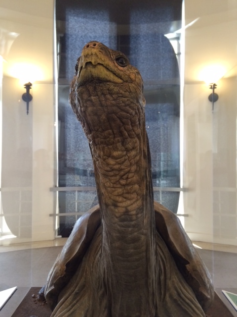 Lonesome George's body on display at the American Museum of Natural History, 10 October 2014. Photo courtesy of the author.