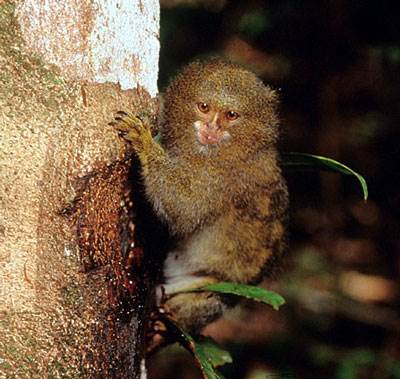 Gratuitous pygmy marmoset, with gauged tree.