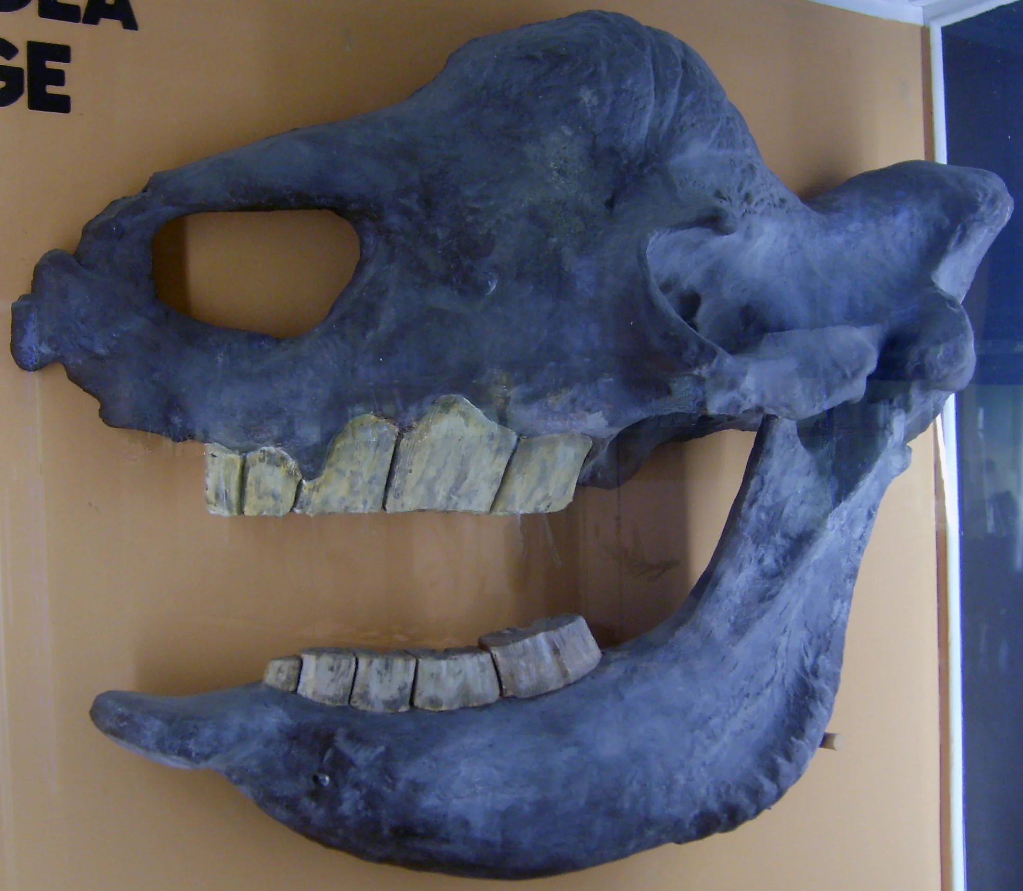 Image courtesy of Wikipedia Commons.