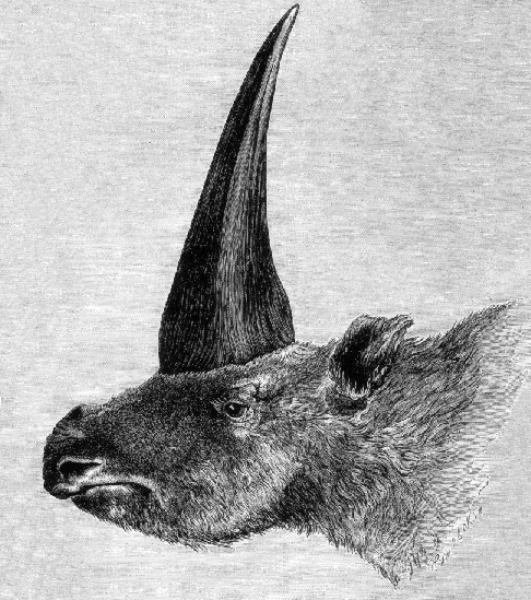 Image also courtesy of Wikipedia Commons.