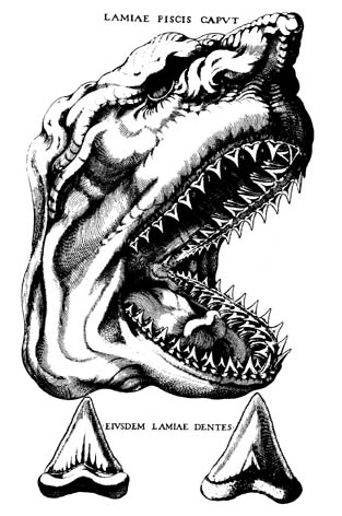 Steno's original reconstruction, from the 1660s, of a giant prehistoric shark based on teeth now associated with Megalodon.