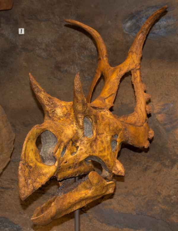 The pinched, somewhat triangular skull of Diabloceratops. Credit: Wikipedia