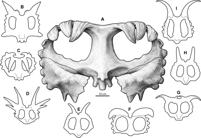 Comparative reconstructions of centrosaurine ceratopsid parietals. A, Wendiceratops pinhornensis; B, Xenoceratops foremostensis; C, Centrosaurus apertus; D, Styracosaurus albertensis; E, Achelousaurus horneri; F, Albertaceratops nesmoi; G, Pachyrhin…
