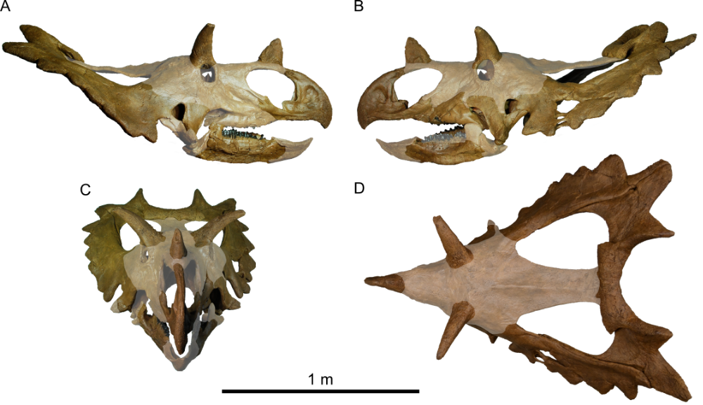 Skull reconstruction of Spiclypeus shipporum , with missing parts of the skull faded. Credit: Figure 3 from Mallon et al., 2016.