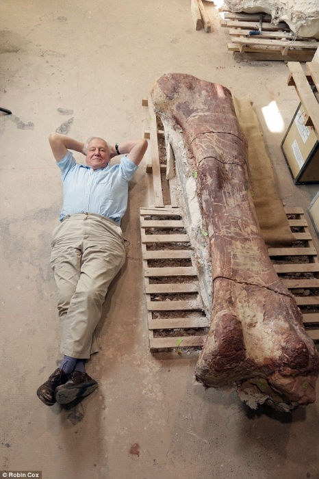 It is a truth universally acknowledged that if one is near a fossilized sauropod leg, one must lie next to it for a photo. Credit: Robin Cox.