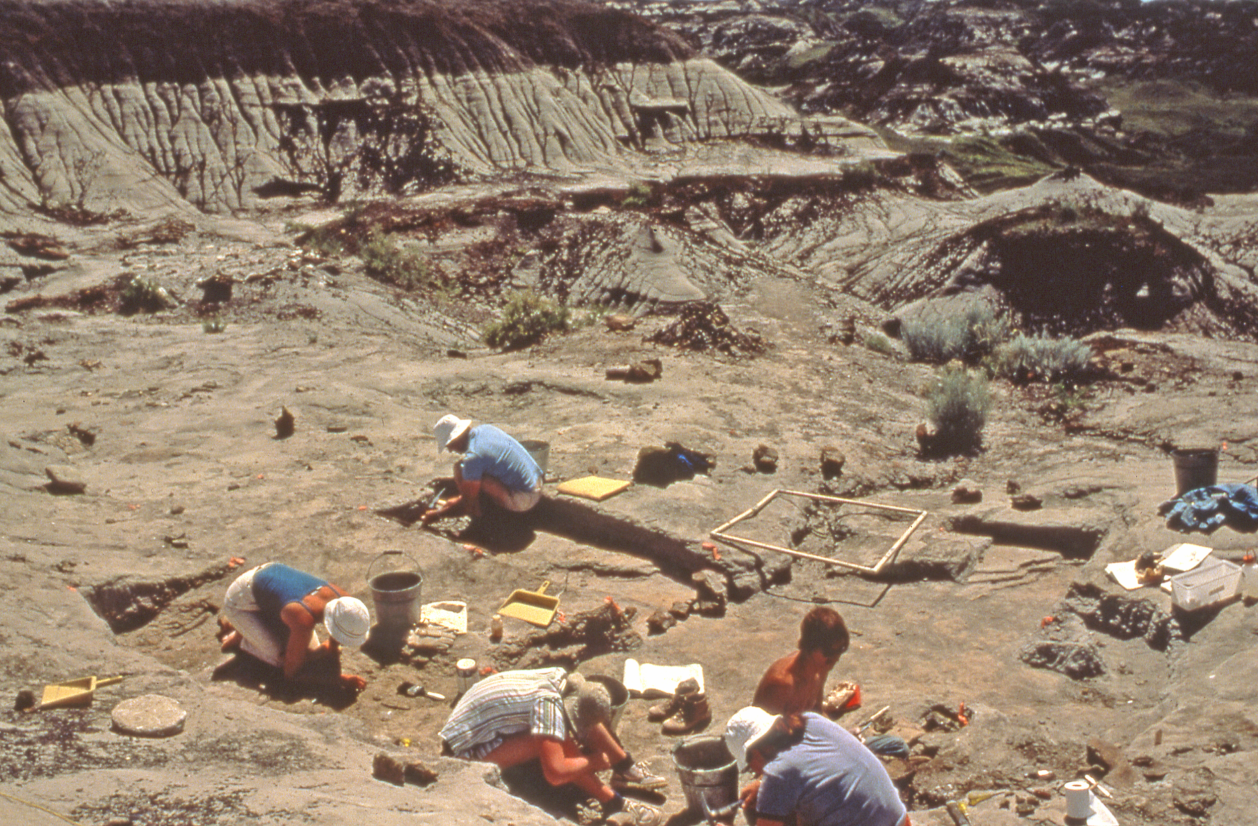 Excavation of the Ceratopsian bonebed in 1984. Areas were marked off in meter square grids and each meter excavated systematically, mapping all occurrences of bone. 