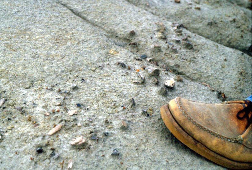 A vertebrate microfossil locality as exposed when first found. The elements seen on the surface are in the centimeter size range. Mixed in with these are much smaller elements that are rarely recovered outside this setting. 