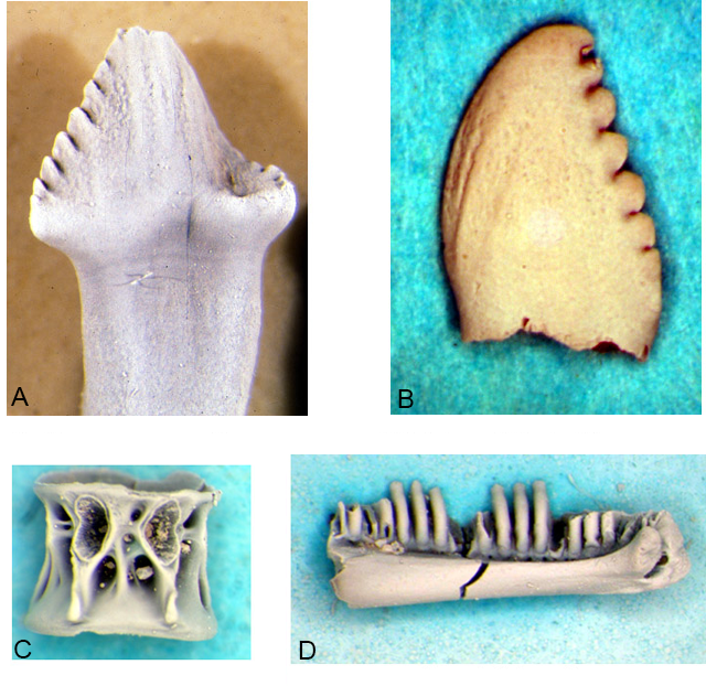 Examples of microvertebrates recovered from screenwashed samples that add to the diversity of vertebrates from Dinosaur Park. A) tooth of a basal ornithomimid, probably Orodromeus. B) Tooth of the small carnivorous dinosaur Pectinodon . C) Centrum of a teleost identified as coming from a member of the Clupeidae. D) dentary of the amphibian Albanerpeton . 