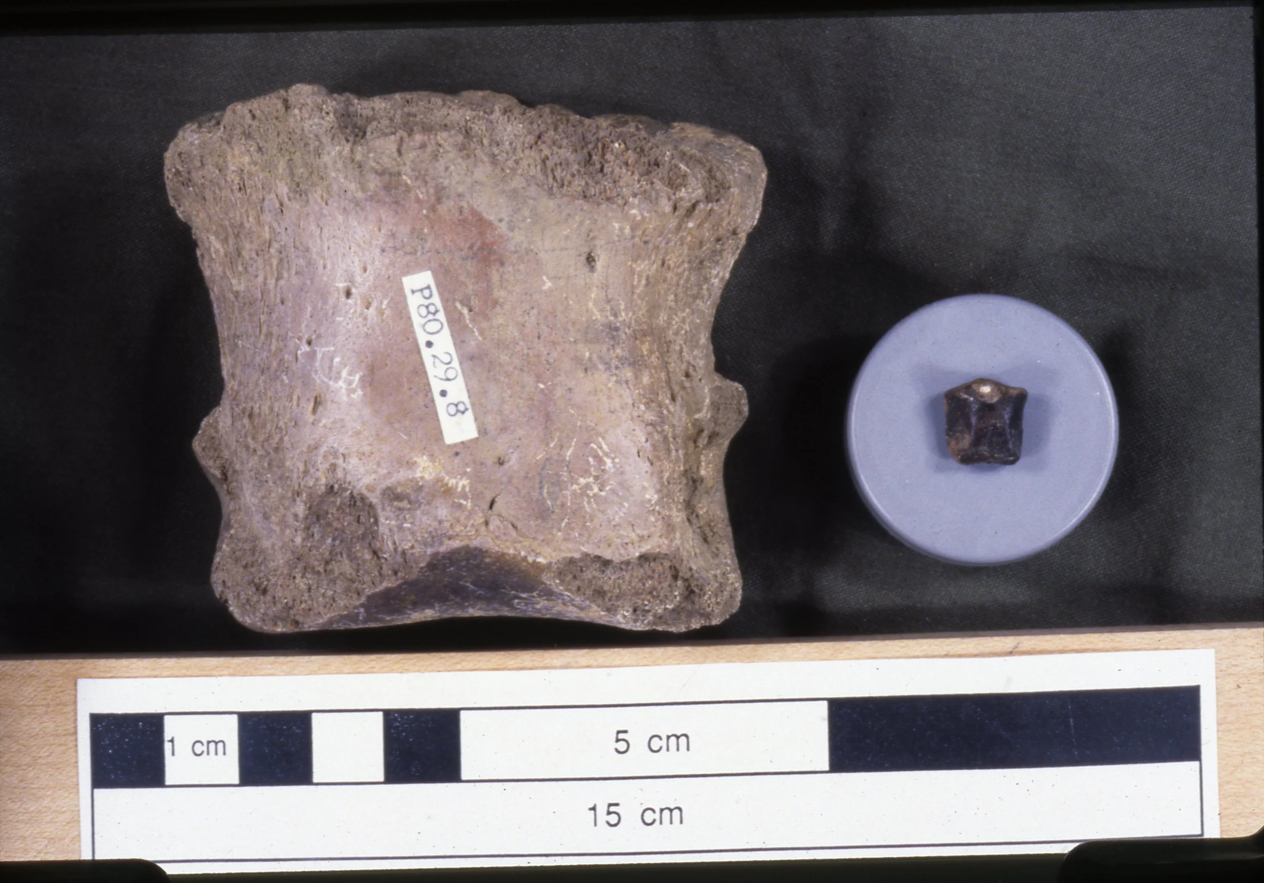 Adult and hatchling ceratopsian phalanges. The hatchling sized element was found in a complex of vertebrate microfossil localities at the top of the Dinosaur Park Formation, in beds deposited in the transitional interval between the fluvial beds forming the bulk of the formation and the overlying marine Bearpaw Formation. 