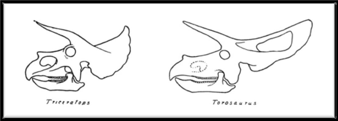 Either the skulls of two genera of Ceratopsid, or the young and mature versions of a single species... (from Dinosaurs , by Matthew (1915))
Normal
0
false
false
false
EN-AU
X-NONE
X-NONE
/* Style Definitions */
table.MsoNormalTable
{mso-style-name:"Table Normal";
mso-tstyle-rowband-size:0;
mso-tstyle-colband-size:0;
mso-style-noshow:yes;
mso-style-priority:99;
mso-style-parent:"";
mso-padding-alt:0cm 5.4pt 0cm 5.4pt;
mso-para-margin-top:0cm;
mso-para-margin-right:0cm;
mso-para-margin-bottom:10.0pt;
mso-para-margin-left:0cm;
line-height:115%;
mso-pagination:widow-orphan;
font-size:11.0pt;
font-family:"Calibri",sans-serif;
mso-ascii-font-family:Calibri;
mso-ascii-theme-font:minor-latin;
mso-hansi-font-family:Calibri;
mso-hansi-theme-font:minor-latin;
mso-ansi-language:EN-AU;
mso-fareast-language:EN-US;}