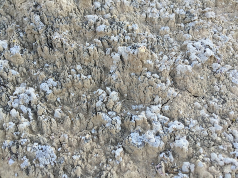 Cryptobiotic soil in Simon Canyon, New Mexico. It's alive, so please don't step on it.