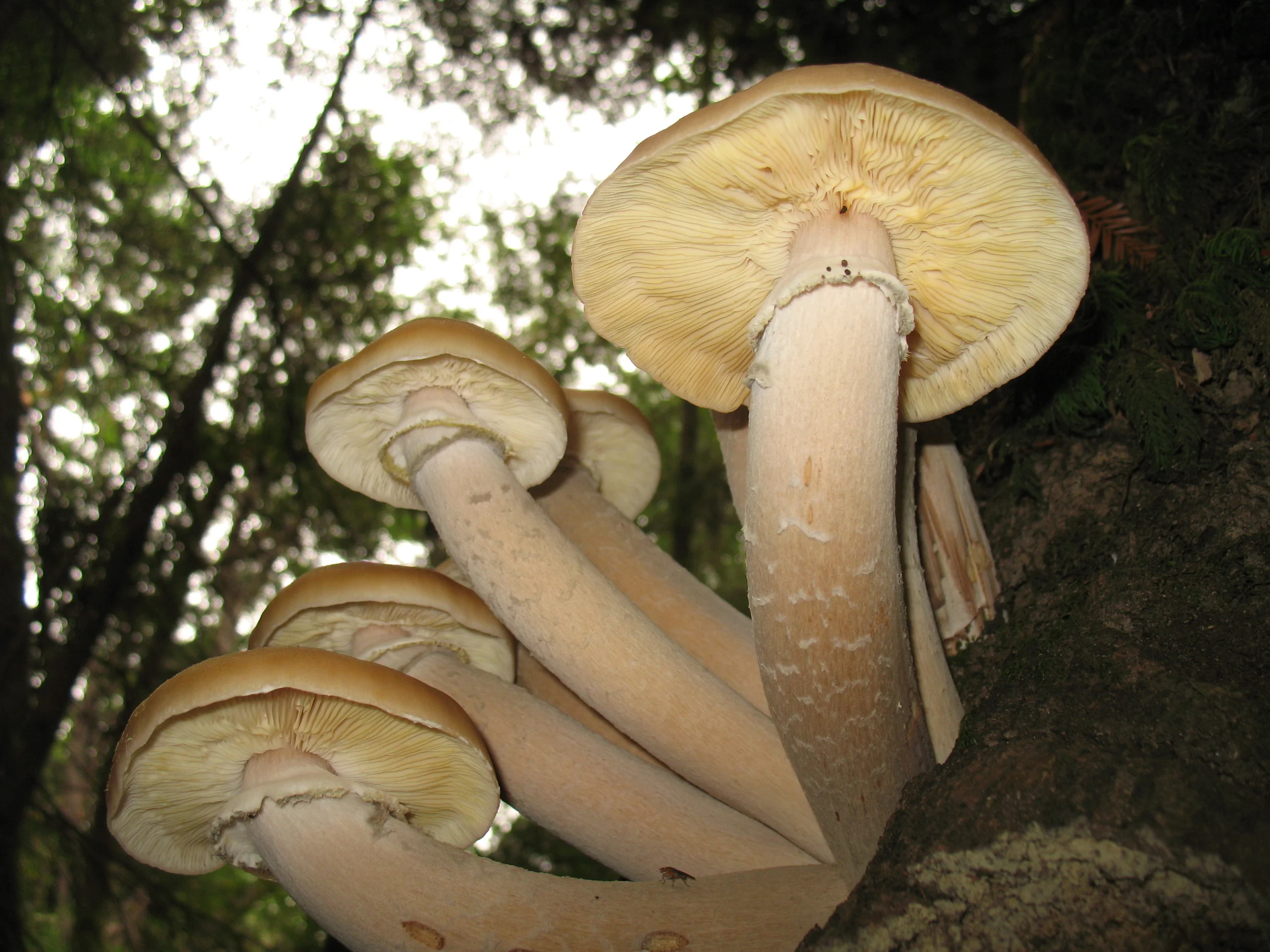 Armillaria solidipes fruiting bodies, courtesy of Wikipedia Commons.