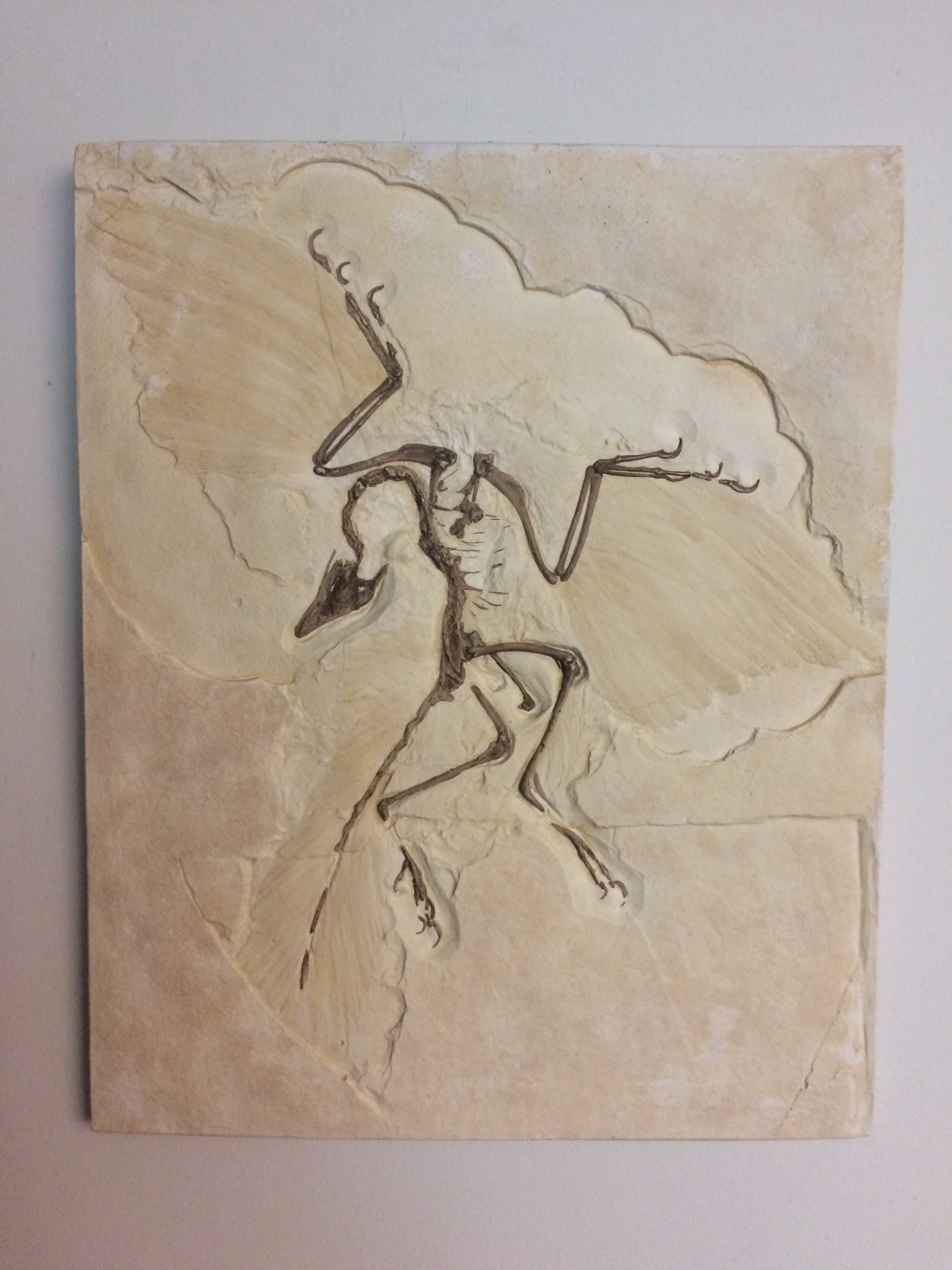 Fossil cast on display in the author's office, hastily photographed at the time of writing.