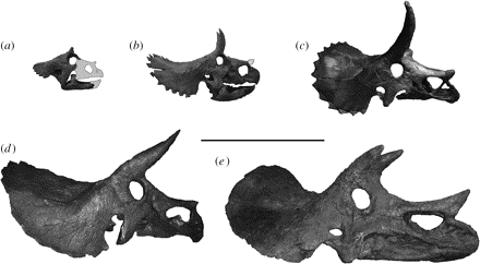 Tricetops skull morphology from infant (a) to "adult" (e) from Horner & Goodwin (2006)