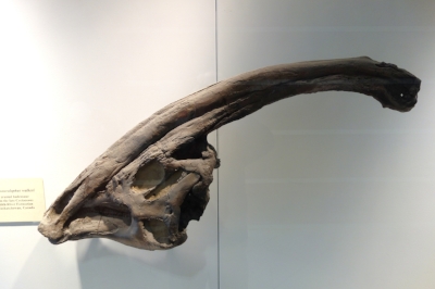 Parasaurolophus walkeri . Image courtesy of Wikimedia commons.